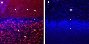 Guinea Pig Anti-Synaptotagmin-1 (SYT1) Antibody