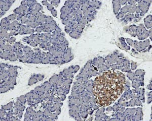 Anti-Syntaxin 4 Antibody