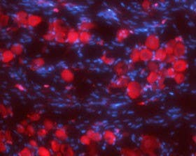 Anti-Synaptophysin Antibody