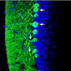 Anti-Synapsin I (SYN1) Antibody