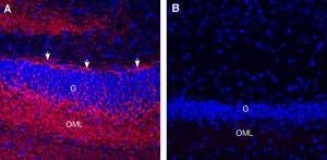 Guinea Pig Anti-GAP43 Antibody