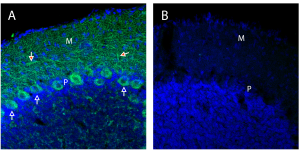 Anti-Neurexin 1α (extracellular) Antibody