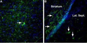 Anti-Neurexin 3α (extracellular) Antibody