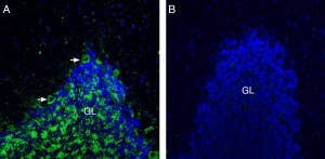 Anti-Neuroligin 3 (extracellular) Antibody