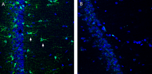 Anti-Opalin Antibody