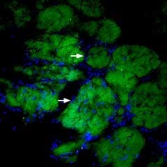 Anti-CD56/NCAM1 (extracellular)-ATTO Fluor-488 Antibody