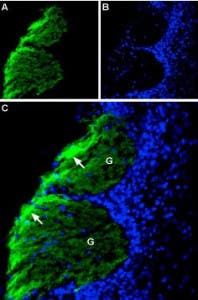 Anti-CD56/NCAM1 (extracellular) Antibody