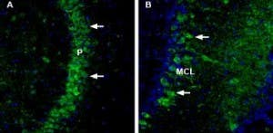 Anti-NCAM2 (extracellular) Antibody