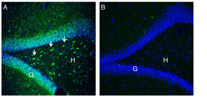 Anti-NrCAM (extracellular) Antibody