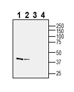 Anti-Neuropeptide FF Receptor 2 (extracellular) Antibody