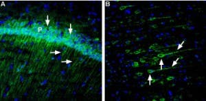 Anti-Neuroplastin (extracellular) Antibody