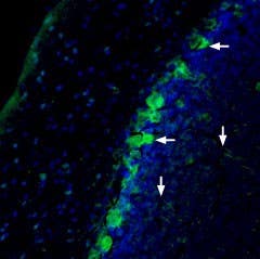 Anti-NRG1 (Neuregulin-1) (extracellular)-ATTO Fluor-488 Antibody
