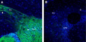 Anti-NMNAT2 Antibody