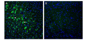 Anti-ADAM10 (extracellular) Antibody