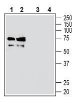 Anti-TMEM119 (extracellular) Antibody