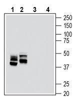 Anti-RAGE (extracellular) Antibody