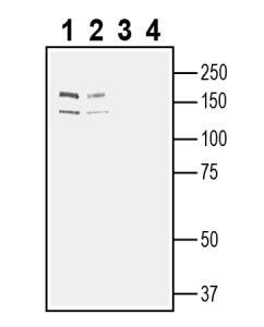 Anti-Robo2 (extracellular) Antibody