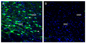 Anti-Tetraspanin 7 (extracellular) Antibody
