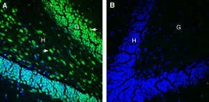 Anti-Tetraspanin 18 (extracellular) Antibody