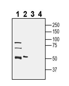 Anti-SLC36A1 (PAT1) Antibody - Carrier Free