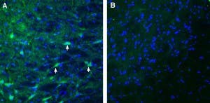 Anti-MEGF10 (extracellular) Antibody