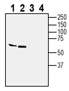 Anti-IGSF8 (extracellular) Antibody