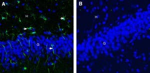 Anti-CD9 (extracellular) Antibody