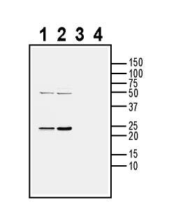 Anti-CD9 (extracellular) Antibody - Carrier Free