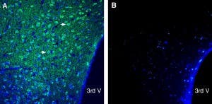 Anti-CD63 (extracellular) Antibody