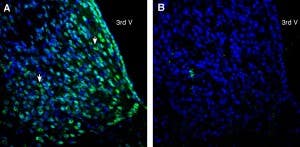 Anti-CD81 (extracellular) Antibody
