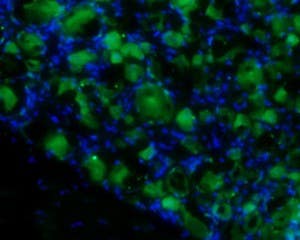 Anti-proBDNF-ATTO Fluor-488 Antibody