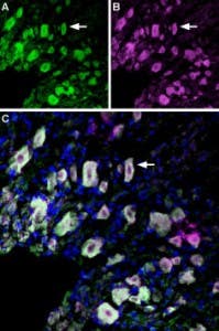 Anti-p75 NGF Receptor (extracellular)-ATTO Fluor-488 Antibody