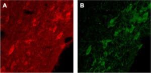 Anti-p75 NGF Receptor (extracellular) Antibody