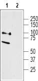 Anti-Neurotensin Receptor 2 Antibody - Carrier Free