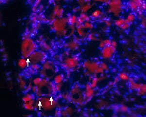 Anti-TrkA (extracellular) Antibody
