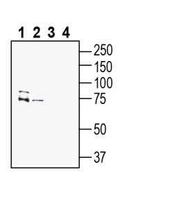 Anti-PMAT (SLC29A4) Antibody - Carrier Free