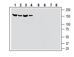 Anti-SLC28A3/CNT3 (extracellular) Antibody - Carrier Free