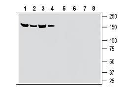 Anti-SLC28A3/CNT3 (extracellular) Antibody