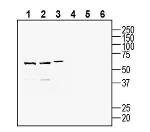 Anti-CD157/BST1 (extracellular) Antibody - Carrier Free