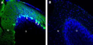 Anti-CD38 (extracellular) Antibody