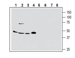 Anti-Human ASCT2/SLC1A5 (extracellular) Antibody - Carrier Free