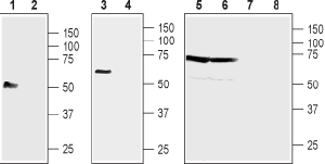 Anti-NIPAL4 (extracellular) Antibody