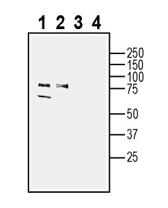 Anti-SLC38A2 (SNAT2) Antibody - Carrier Free