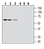 Anti-SLC11A1/NRAMP1 (extracellular) Antibody - Carrier Free