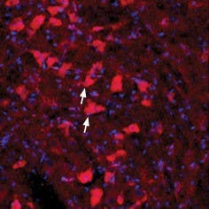 Anti-GFR alpha 4 (extracellular) Antibody