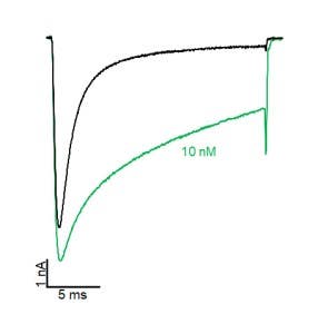 Anthopleurin-C