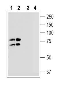 Anti-Na<sup>+</sup>/H<sup>+</sup> Exchanger 7 (NHE7) (extracellular) Antibody - Carrier Free