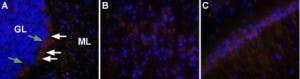 Anti-Orexin Receptor 2 Antibody