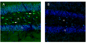 Anti-OXGR1/GPR99 (extracellular) Antibody