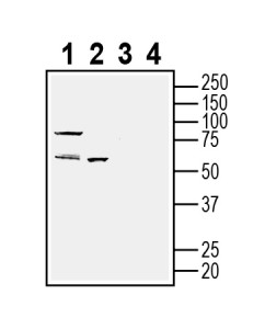 Anti-OXGR1/GPR99 (extracellular) Antibody - Carrier Free